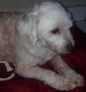 Cachorro raça poodle idade 1 ano nome Bolinha