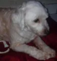 Bolinha