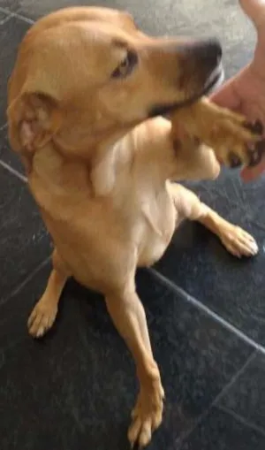 Cachorro raça não definida idade 3 anos nome Belinha