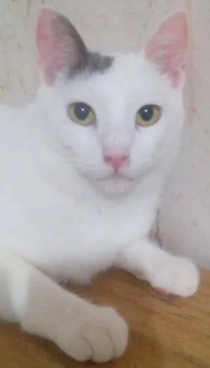 Gato raça srd idade 1 ano nome Liann(charmoso)