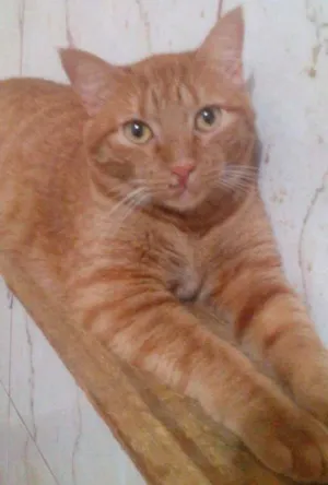 Gato raça srd idade 1 ano nome Kadu