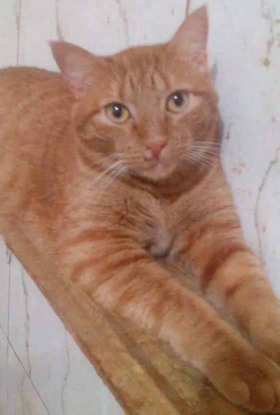 Gato ra a srd idade 1 ano nome Kadu
