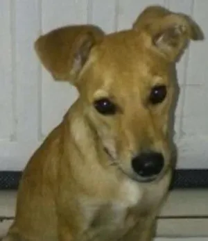 Cachorro raça SRD idade 2 a 6 meses nome Nina