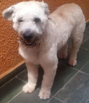 Cachorro raça Não sei idade 2 anos nome Não sei