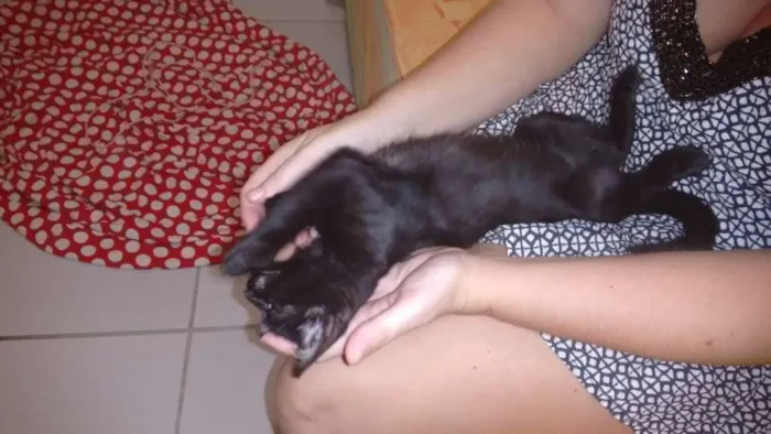 Gato ra a Cuti-cuti idade Abaixo de 2 meses nome Tila