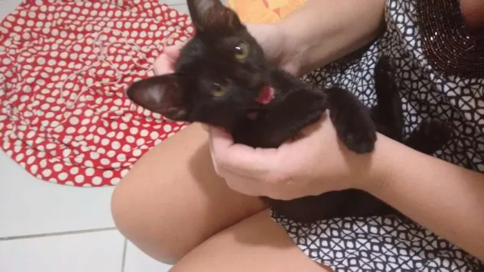 Gato ra a Cuti-cuti idade Abaixo de 2 meses nome Tila