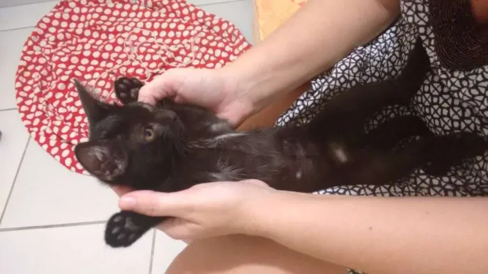 Gato ra a Cuti-cuti idade Abaixo de 2 meses nome Tila