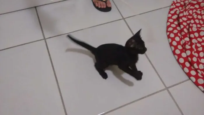 Gato ra a Cuti-cuti idade Abaixo de 2 meses nome Tila