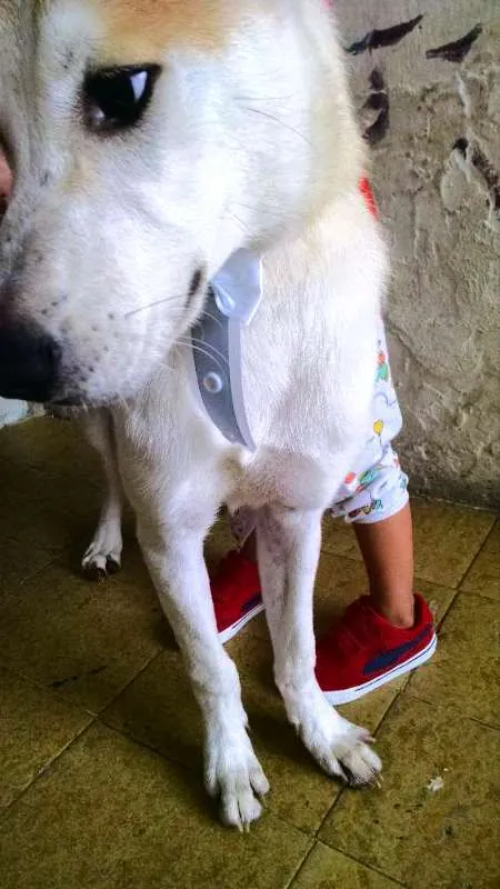 Cachorro ra a AKITA idade 7 a 11 meses nome RALPH