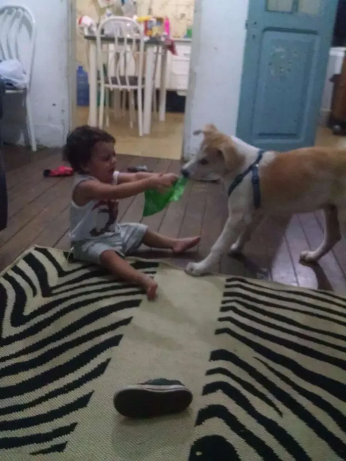 Cachorro ra a AKITA idade 7 a 11 meses nome RALPH
