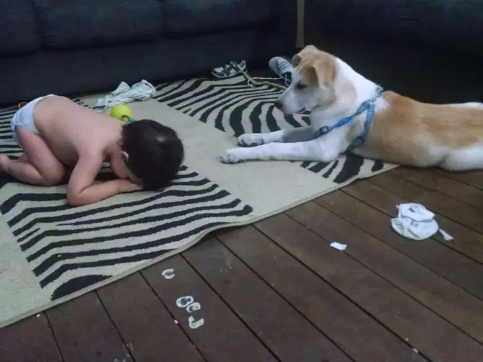 Cachorro ra a AKITA idade 7 a 11 meses nome RALPH