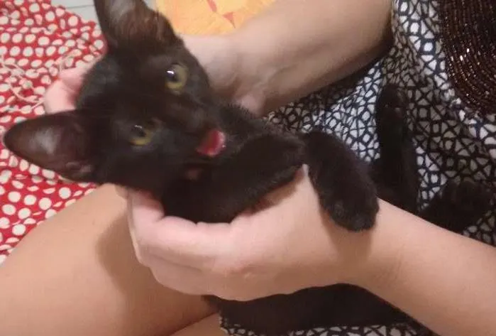 Gato ra a Cuti-cuti idade Abaixo de 2 meses nome Tila