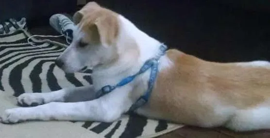 Cachorro ra a AKITA idade 7 a 11 meses nome RALPH