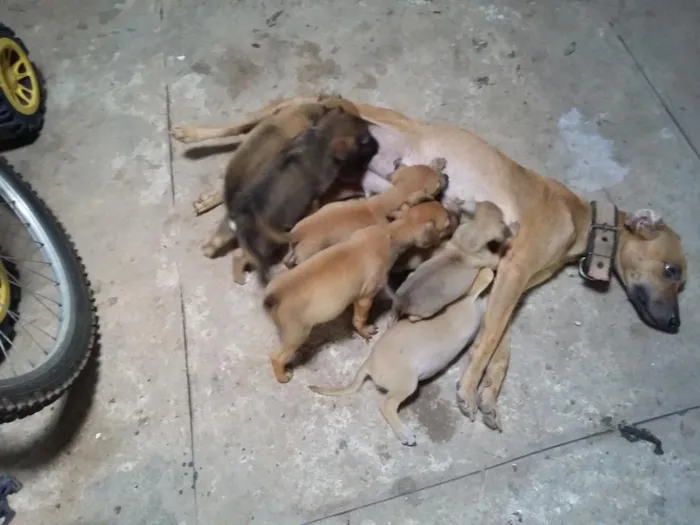 Cachorro raça não defenida idade Abaixo de 2 meses nome sem nome
