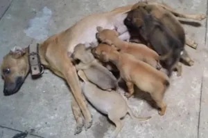 Cachorro raça não defenida idade Abaixo de 2 meses nome sem nome