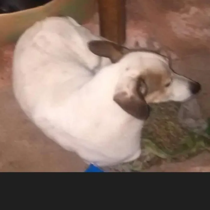Cachorro ra a SRD idade 6 ou mais anos nome Baby