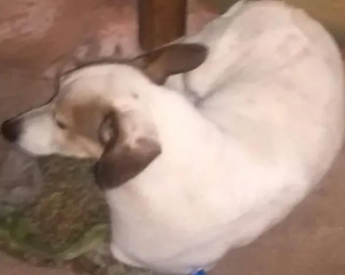 Cachorro ra a SRD idade 6 ou mais anos nome Baby