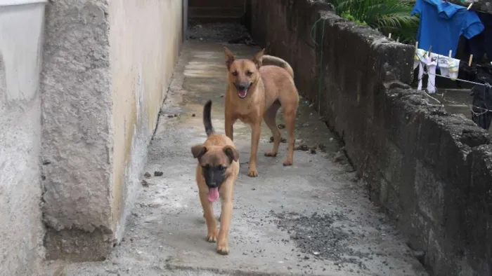 Cachorro ra a indefinida idade 5 anos nome Lica