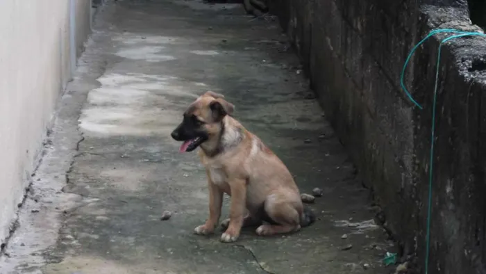 Cachorro ra a indefinida idade 5 anos nome Lica