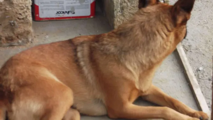 Cachorro ra a indefinida idade 5 anos nome Lica