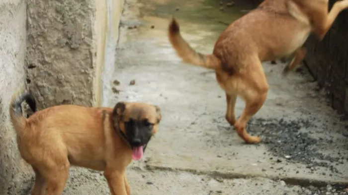 Cachorro ra a indefinida idade 5 anos nome Lica