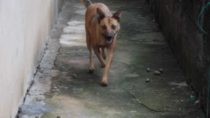 Cachorro ra a indefinida idade 5 anos nome Lica