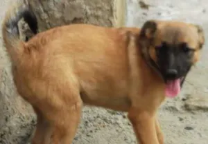 Cachorro raça indefinida idade 5 anos nome Lica