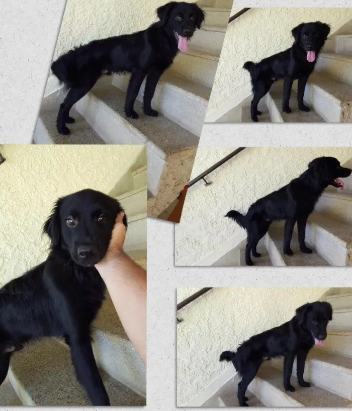 Cachorro ra a Mestiço idade 2 a 6 meses nome Não sei