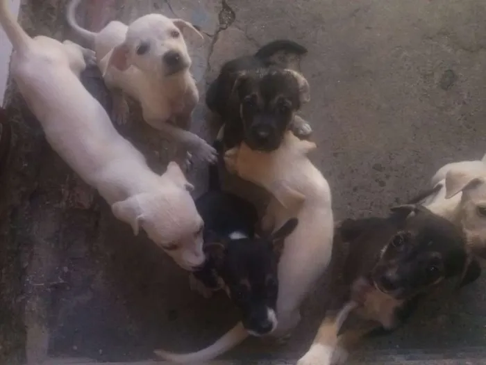 Cachorro raça vira lata idade Abaixo de 2 meses nome branquinha