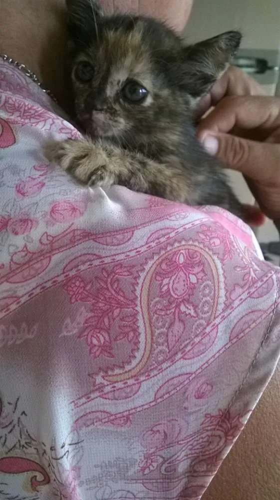 Gato raça SRD idade Abaixo de 2 meses nome Sem nomes