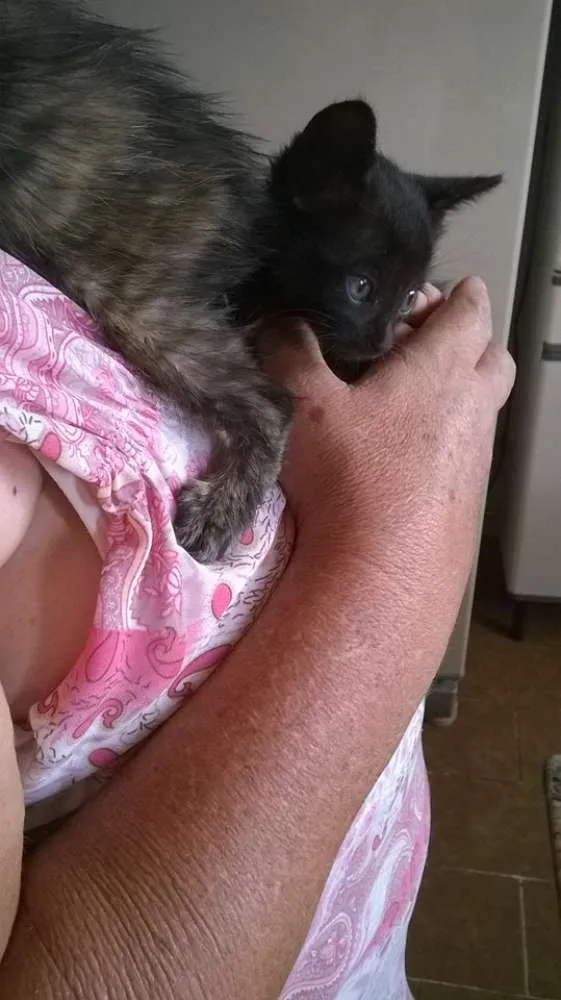 Gato raça SRD idade Abaixo de 2 meses nome Sem nomes