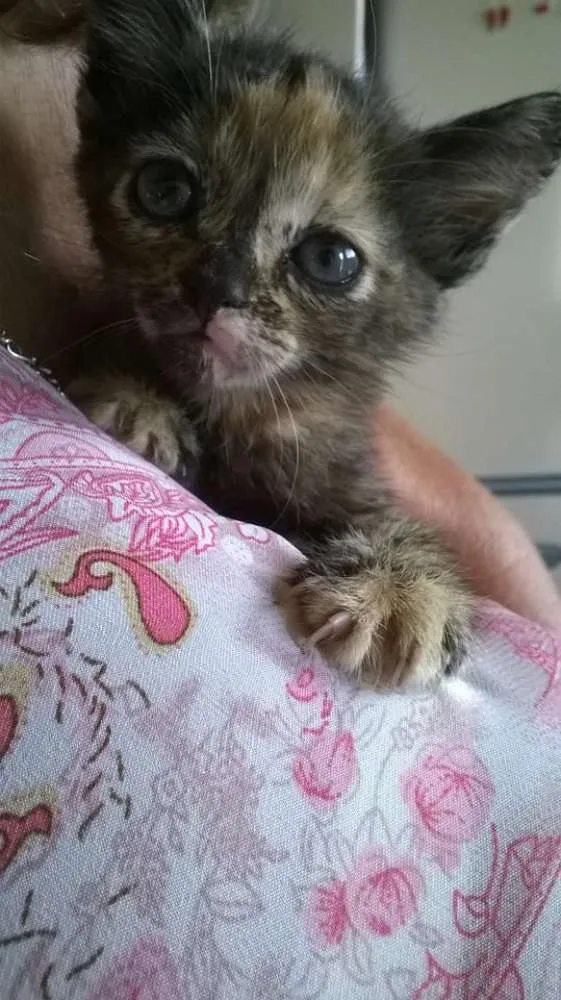 Gato raça SRD idade Abaixo de 2 meses nome Sem nomes
