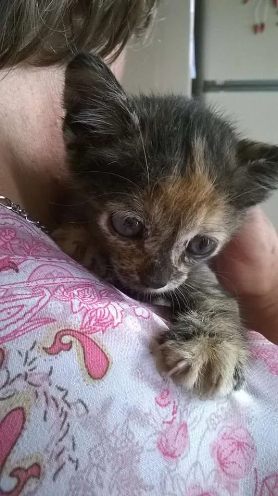Gato raça SRD idade Abaixo de 2 meses nome Sem nomes
