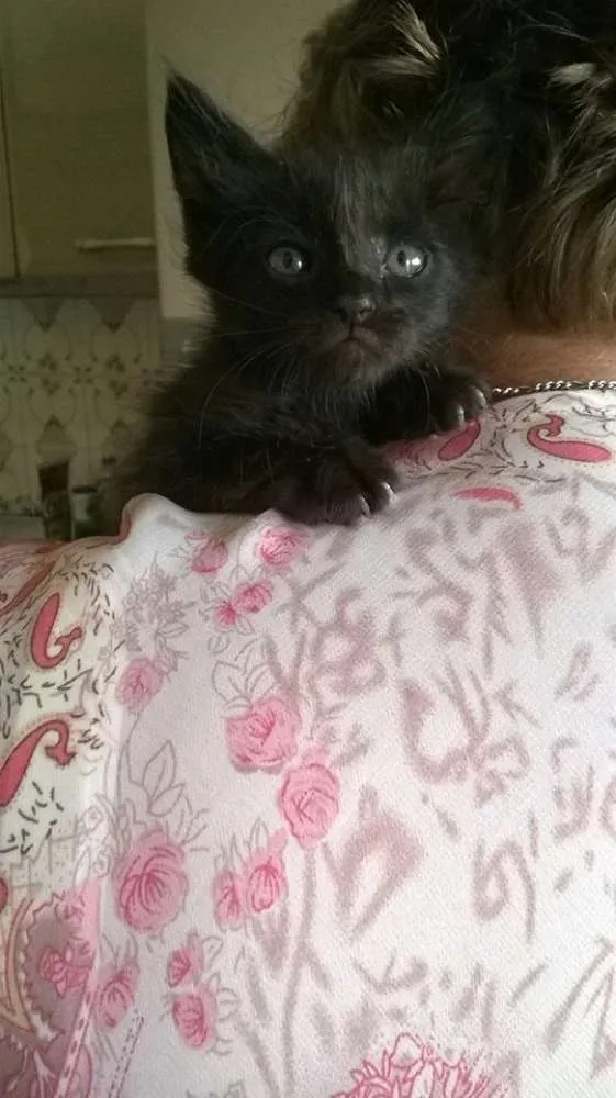 Gato raça SRD idade Abaixo de 2 meses nome Sem nomes