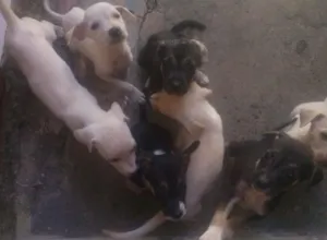 Cachorro raça vira lata idade Abaixo de 2 meses nome branquinha