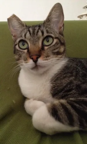Gato raça SRD idade 2 anos nome Nino,o Bonzinho 