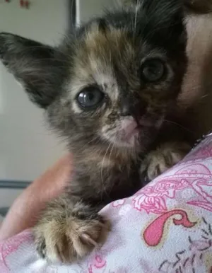Gato raça SRD idade Abaixo de 2 meses nome Sem nomes