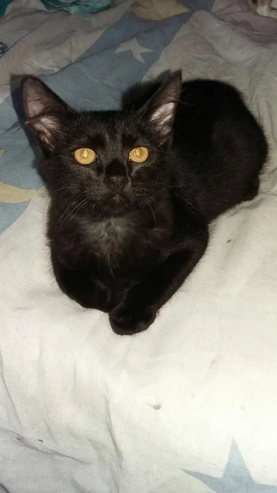 Gato ra a SRD idade 2 a 6 meses nome Pudim