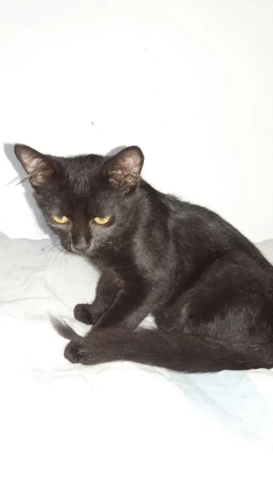 Gato ra a SRD idade 2 a 6 meses nome Pudim