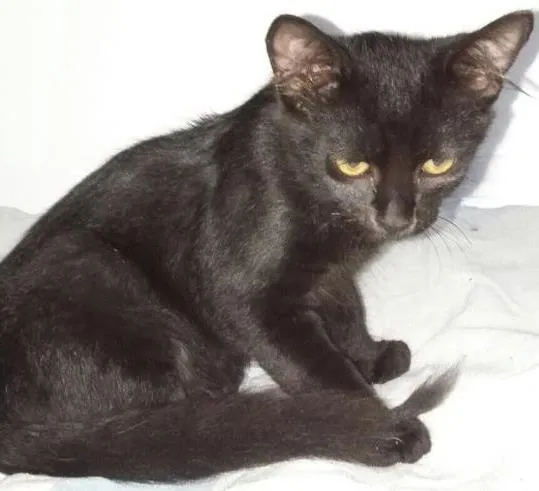 Gato ra a SRD idade 2 a 6 meses nome Pudim