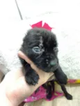 Picorrucha