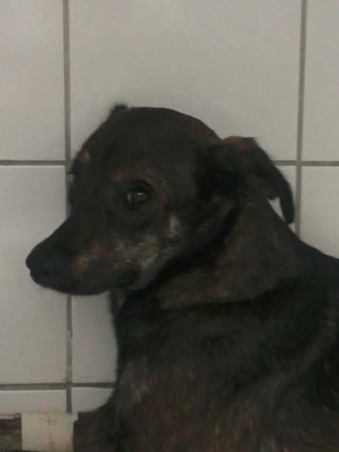 Cachorro ra a SRD idade 5 anos nome Lila