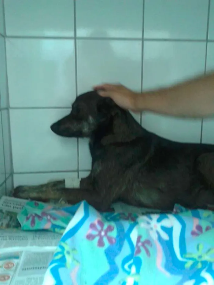Cachorro ra a SRD idade 5 anos nome Lila