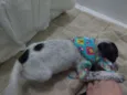Pintadinha
