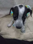 Pintadinha