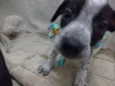 Pintadinha