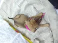 Caramelo