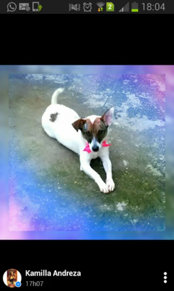 Cachorro ra a VIRA LATA idade 1 ano nome LILI