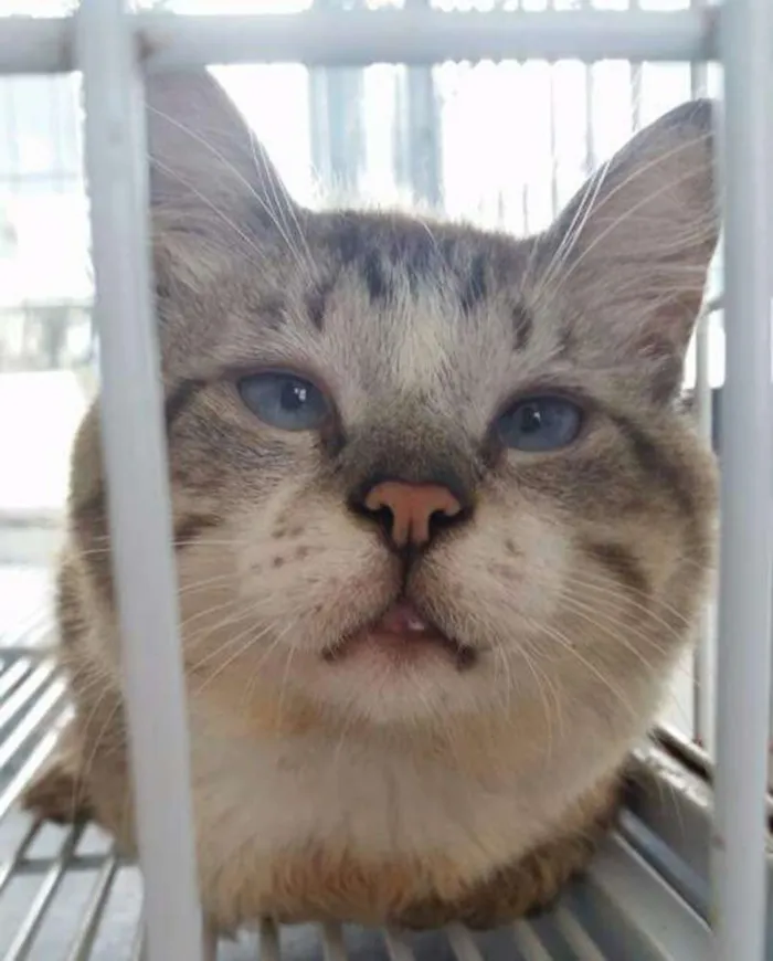 Gato ra a Sem raça definida  idade  nome Gatos adultos castr