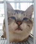 Gatos adultos castr